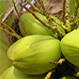 cocnut